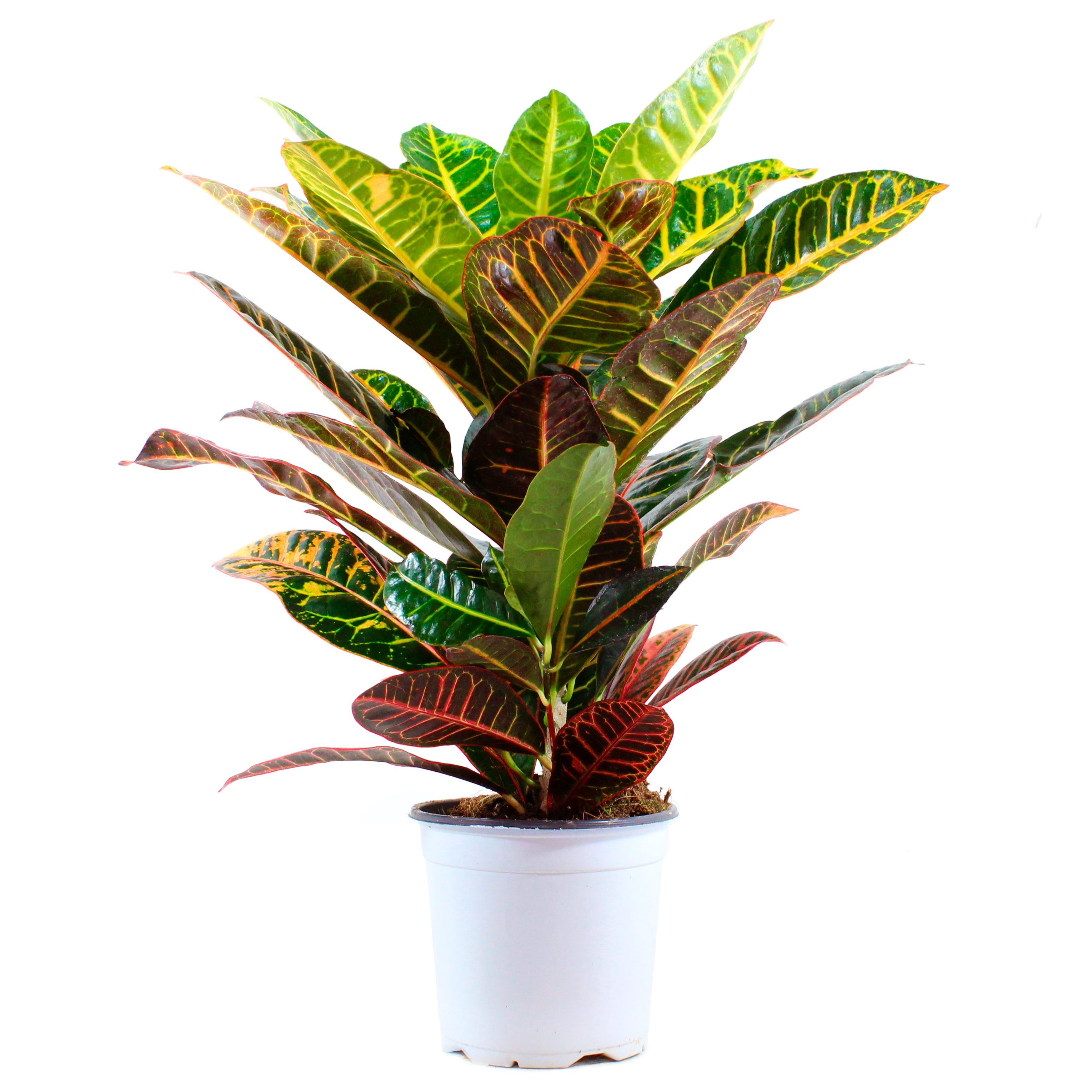 croton imperial