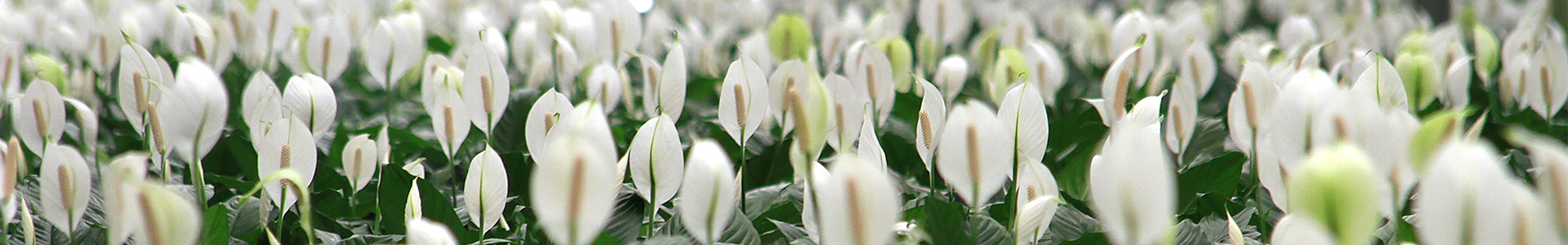 Il nostro Spathiphyllum Martina®