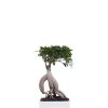 ficus bonsai_750_001 copia