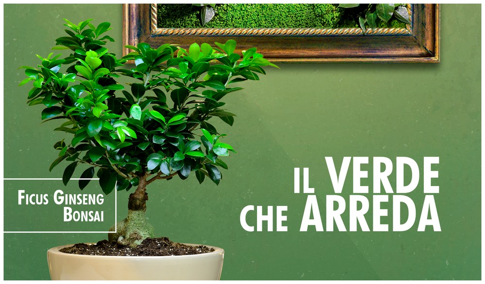 Ficus Ginseng, a bonsai to be discovered!